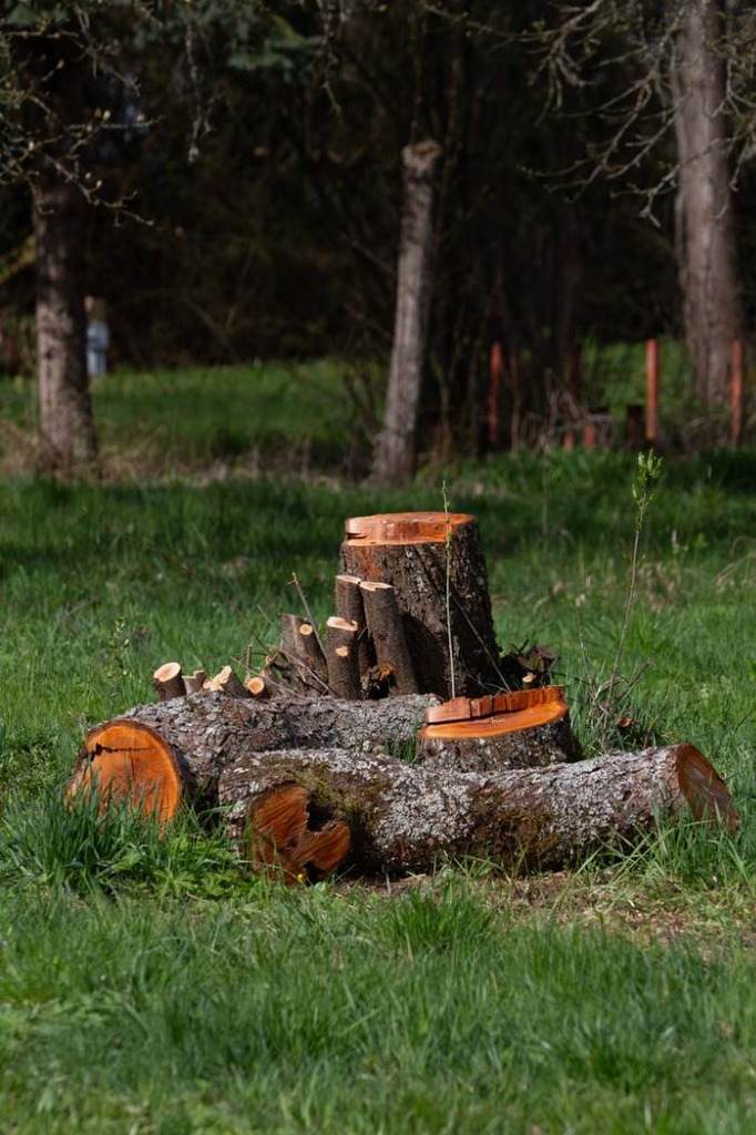 Tree stump and cut logs on grass